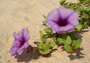Boating for bird watching
